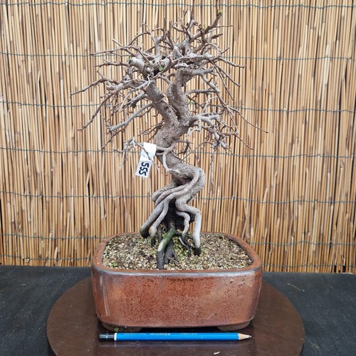 Bonsai carpino - bonsai,