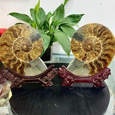 5,7 libbre naturale fossile lumaca agata fantasia pietre preziose cabochon collezione cristallo