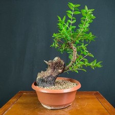 PRE BONSAI  SHOIN DI MIRTO