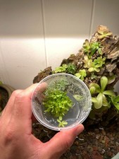 Pinguicula esseriana - Tissue