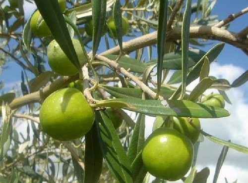 Pianta ulivo nocellara del - di,