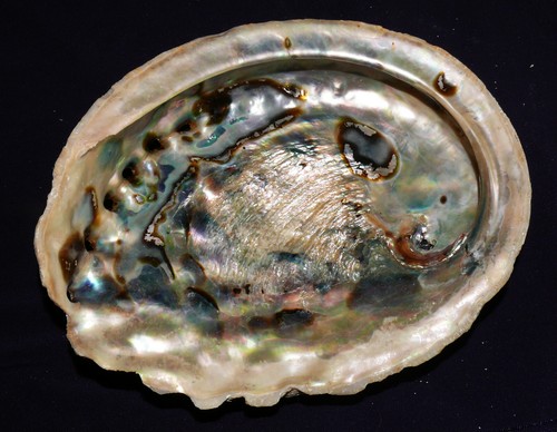 Conchiglia lumaca seeohr - conchiglia,