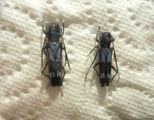 Glinea insignis f a2 - insignis,