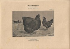 Stampa antica GALLINE razza ORPINGTON 1900 ca. Antique print