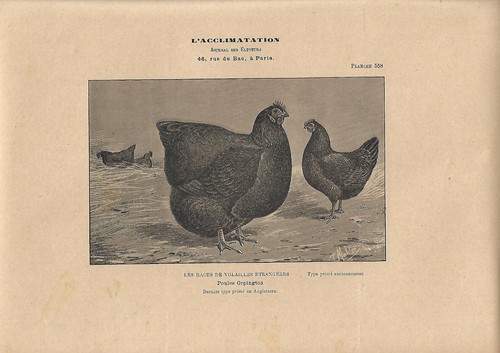 Stampa antica galline razza - antica,