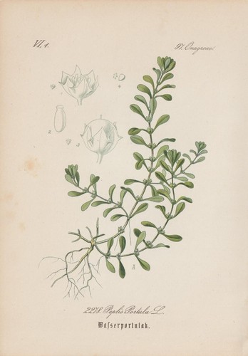 Quendel paludoso lythrum - paludoso, (lythrum
