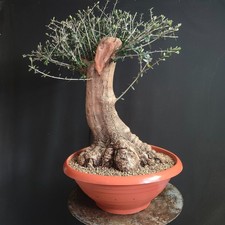Pre bonsai esemplare - bonsai,