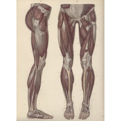 Tavola anatomica anatomia - tavola,