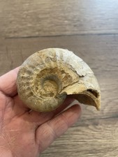 nautile ammonite fossile