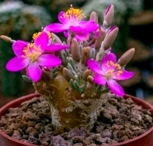 Avonia quinaria - , (pink