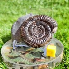 Ammonite fossil port mulgrave - ammonite,