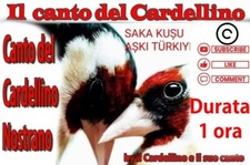 CANTO DEL CARDELLINO NAPOLETANO IN AMORE UTILE PER ISTRUIRE SU CD SD O USB