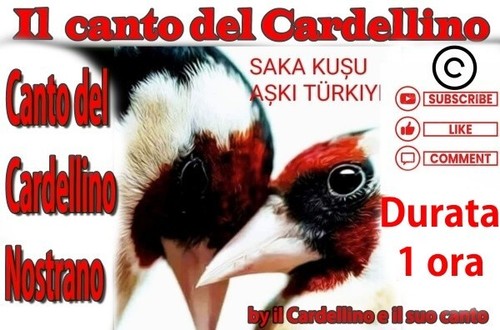 Canto del cardellino - del,