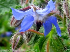 300 SEMI DI BORRAGINE PIANTA