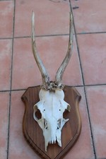 Tassidermia trofeo capriolo - trofeo,