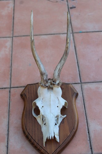 Tassidermia trofeo capriolo - tassidermia,
