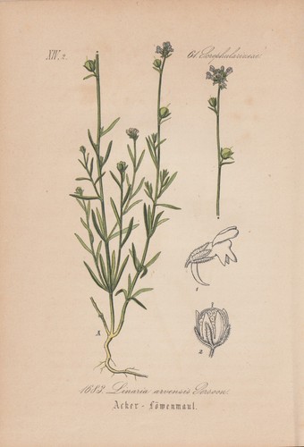 Erba campo linaria - erba, da