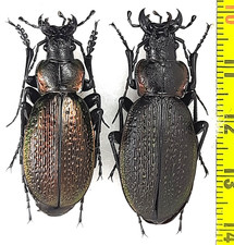 Carabidae, Carabus