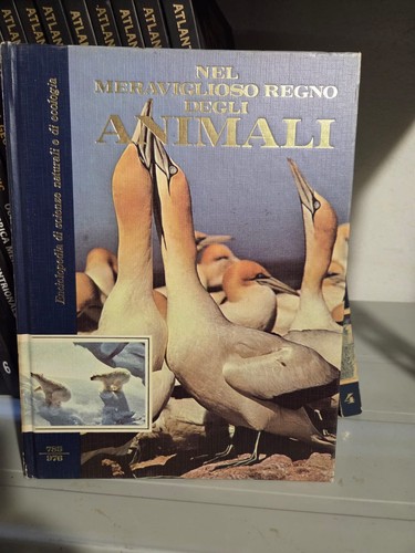 Nel meraviglioso mondo degli - meraviglioso,