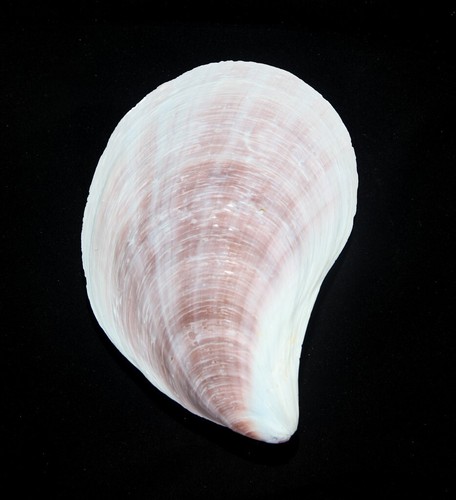 Conchiglia stavelia - conchiglia,