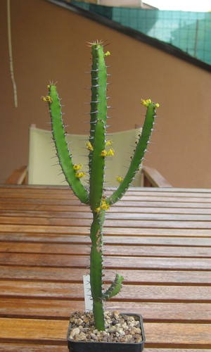 Euphorbia inarticulata