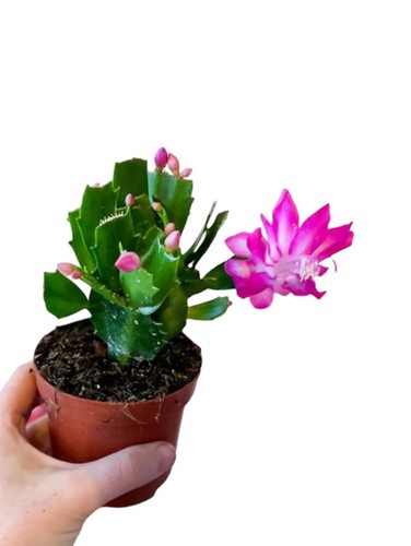 Schlumbergera fucsia cactus - , di