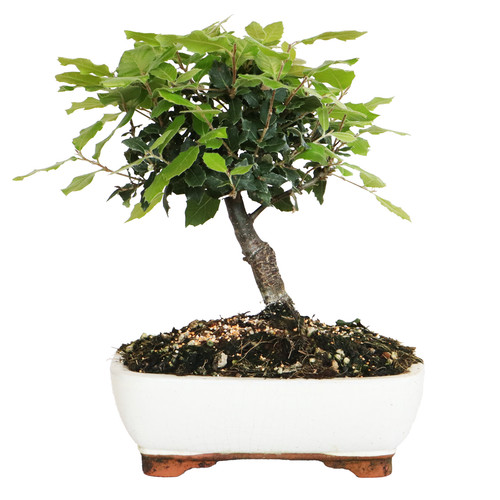 Bonsai leccio quercus - di,