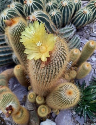 Parodia leninghausii cactus - parodia,