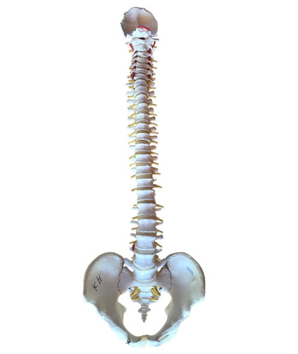 Modello anatomico didattico - modello,