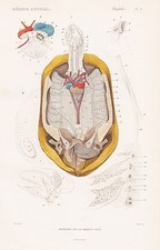 Testudo Radiata Anatomia Di