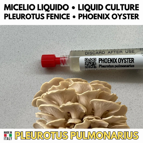 Cultura liquida fungo - cultura,