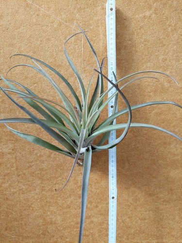 Tillandsia capitata xl - capitata,,