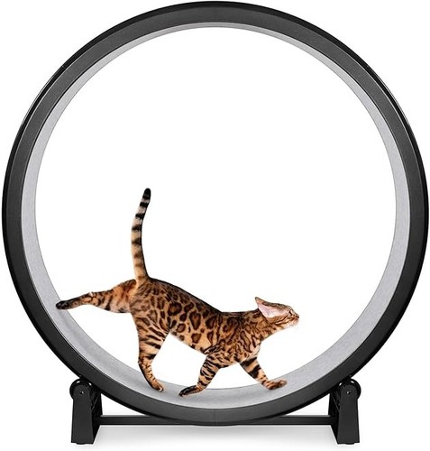 Ruota per esercizi - , fast