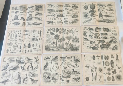 19th century antique litho