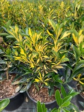 Evonimo "Euonymus japonicus