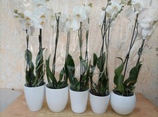 Vaso Ceramica Per Orchidea Vari Formati E Colori 