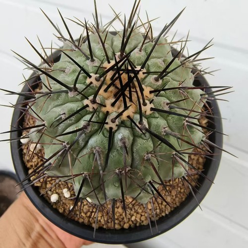 Vendita raro cactus copiapoa - raro,