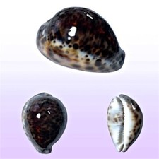 Cypraea tigris, Zamboanga, Philippines, 71,3 mm, ROUNDED, SUPERB SPECIMEN