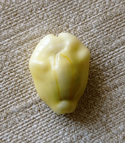 Ciprea conchiglia collezione