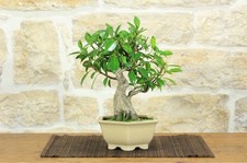 Bonsai ficus retusa - bonsai,
