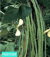 20 SEMI SEMENTI Seeds