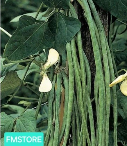 Semi sementi seeds - sementi,