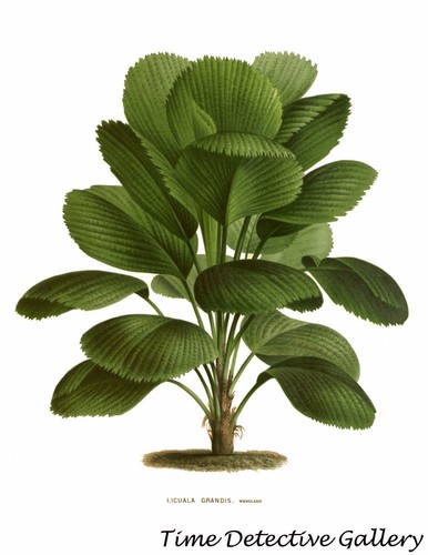 Illustrazione botanica della