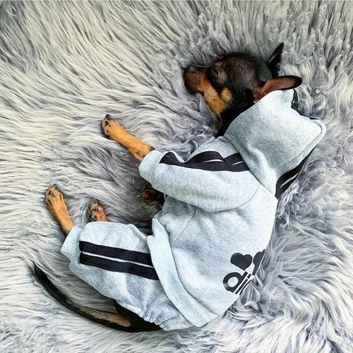 Vestiti per cani animali - cani,