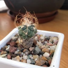 Pianta cactus succulenta - di,