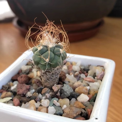 Pianta cactus succulenta - cactus,