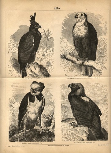 1893 stampa antica aquile - 1893,