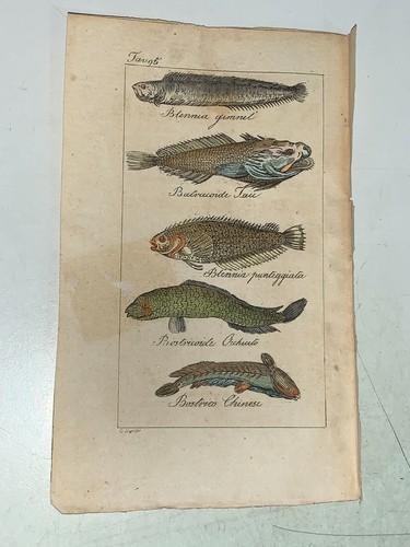 Blennia bastracoide - blennia,,