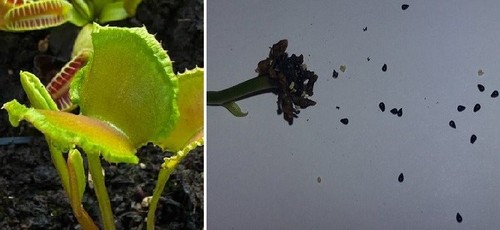 Semi dionaea muscipula - dionaea,