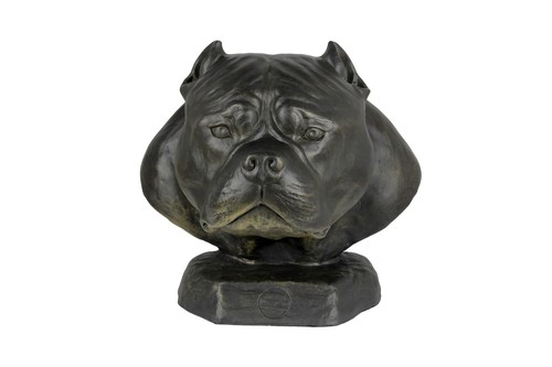 American bully grande testa - bully, i